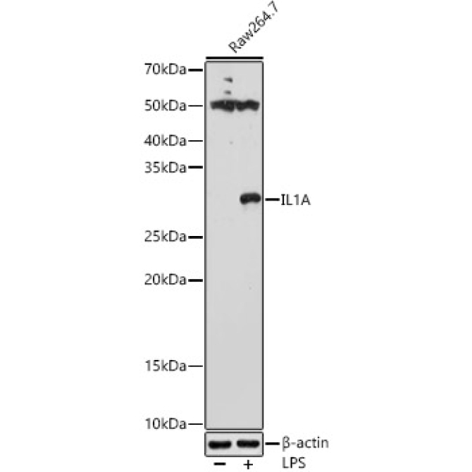 IL-1 alpha Rabbit Polyclonal Antibody
