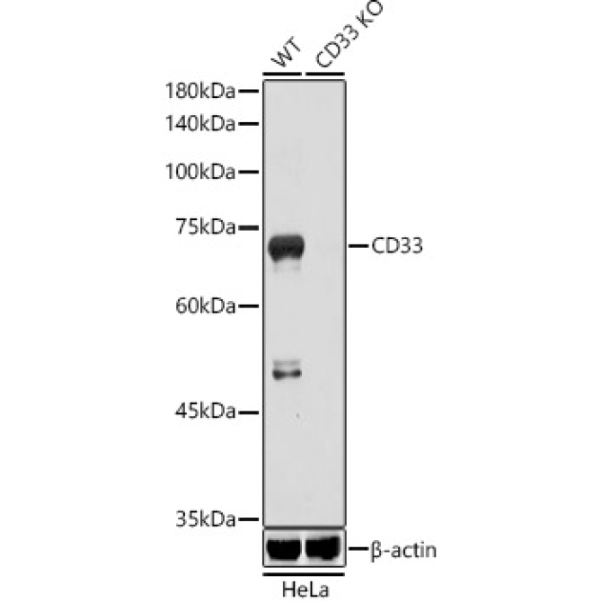 CD33 Rabbit Polyclonal Antibody [KO Validated]