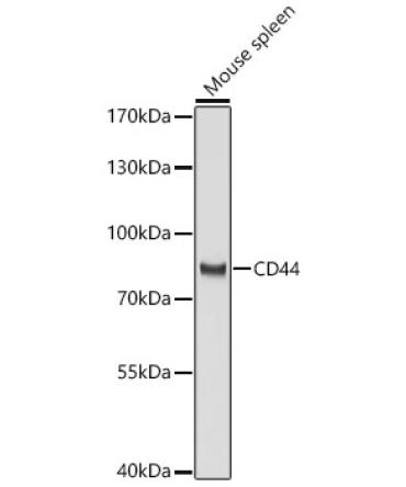 CD44 Rabbit Polyclonal Antibody