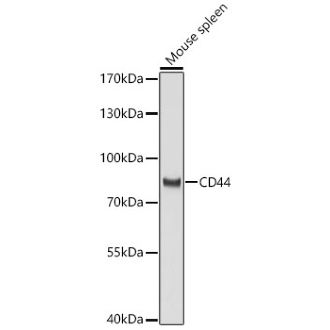 CD44 Rabbit Polyclonal Antibody