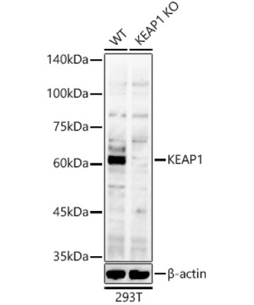 KEAP1 Rabbit Polyclonal Antibody [KO Validated]