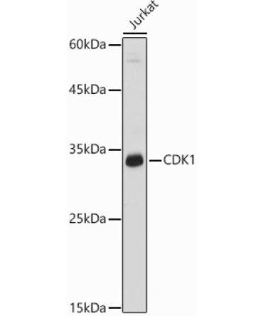 CDK1 Rabbit Polyclonal Antibody