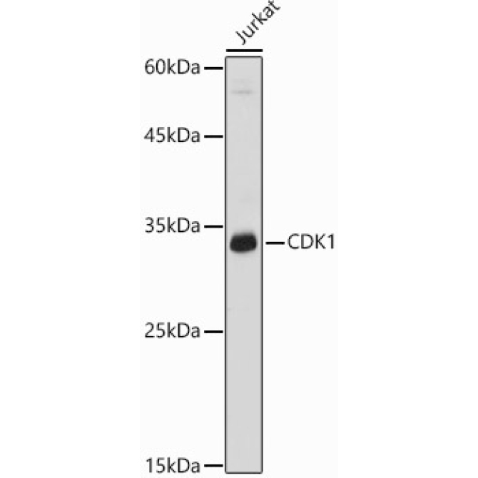 CDK1 Rabbit Polyclonal Antibody
