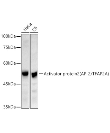 Activator protein 2 (AP-2/TFAP2A) Rabbit Polyclonal Antibody