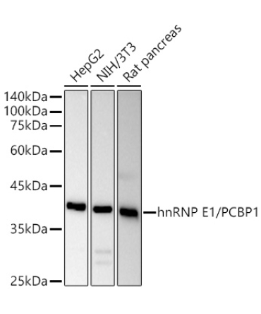 hnRNP E1/PCBP1 Rabbit Polyclonal Antibody [KO Validated]