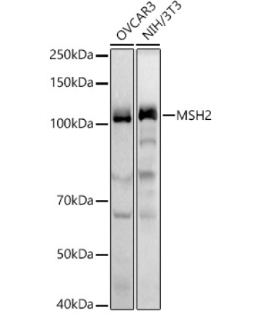 MSH2 Rabbit Polyclonal Antibody [KO Validated]