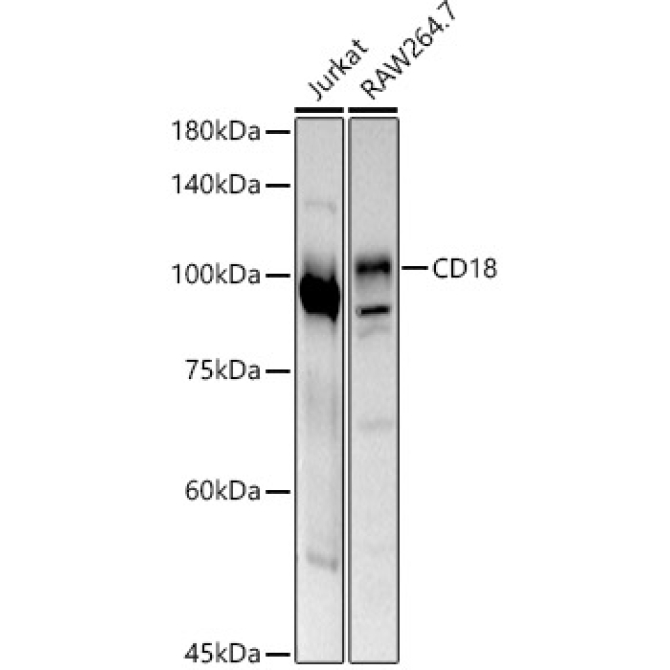 CD18 Rabbit Polyclonal Antibody