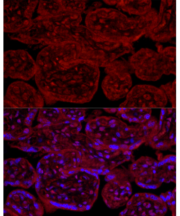 eNOS Rabbit Polyclonal Antibody