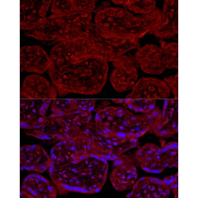 eNOS Rabbit Polyclonal Antibody