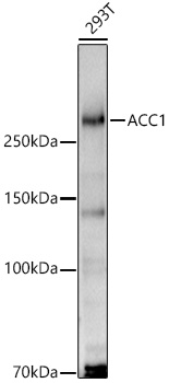 ACC1 Rabbit Polyclonal Antibody