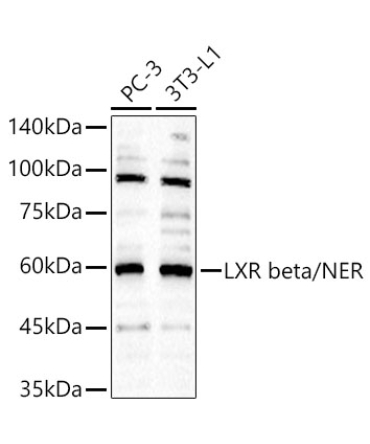 LXR beta/NER Rabbit Polyclonal Antibody