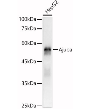 Ajuba Rabbit Polyclonal Antibody [KO Validated]