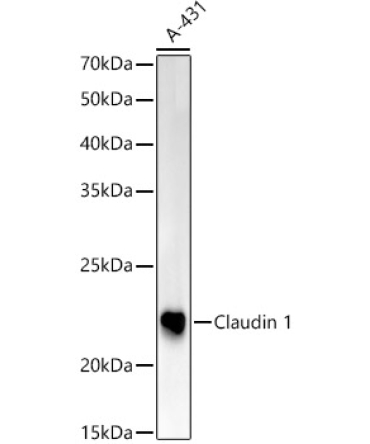 Claudin 1 Rabbit Polyclonal Antibody [KO Validated]
