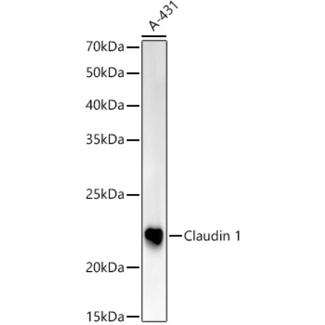 Claudin 1 Rabbit Polyclonal Antibody [KO Validated]