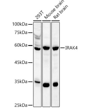 IRAK4 Rabbit Polyclonal Antibody
