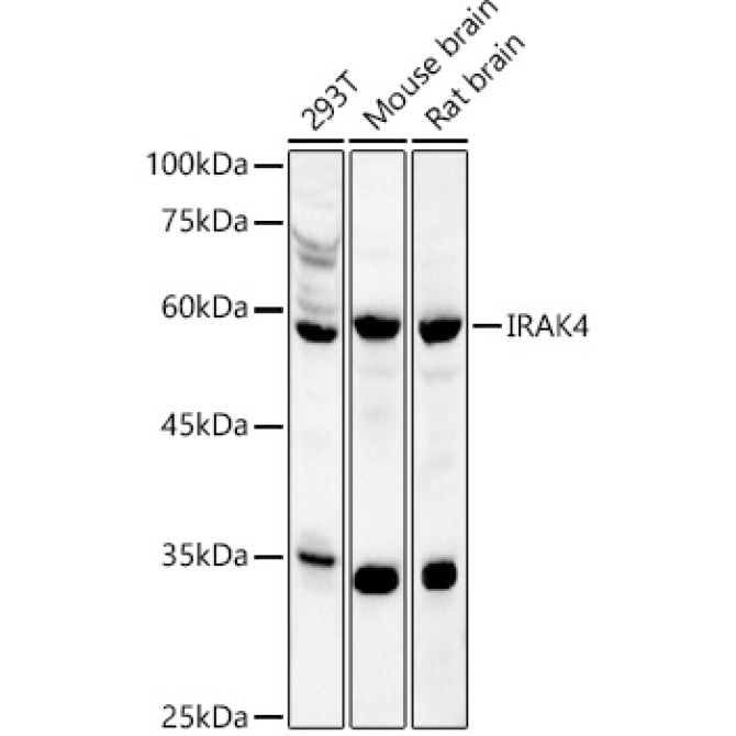 IRAK4 Rabbit Polyclonal Antibody