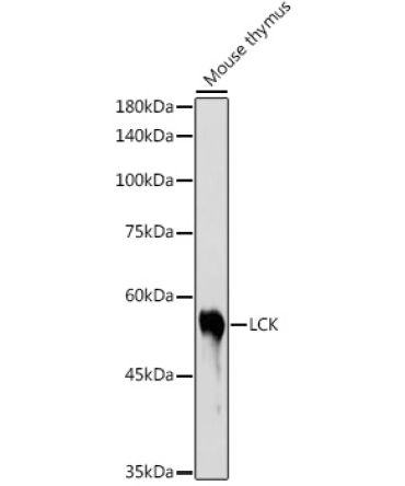 LCK Rabbit Polyclonal Antibody