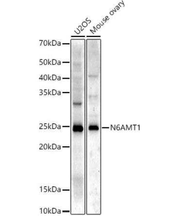 N6AMT1/HEMK2 Rabbit Polyclonal Antibody