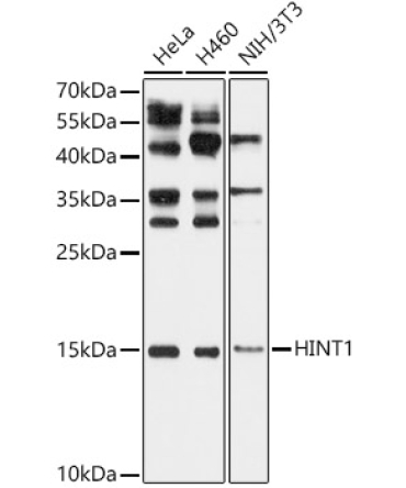 HINT1 Rabbit Polyclonal Antibody