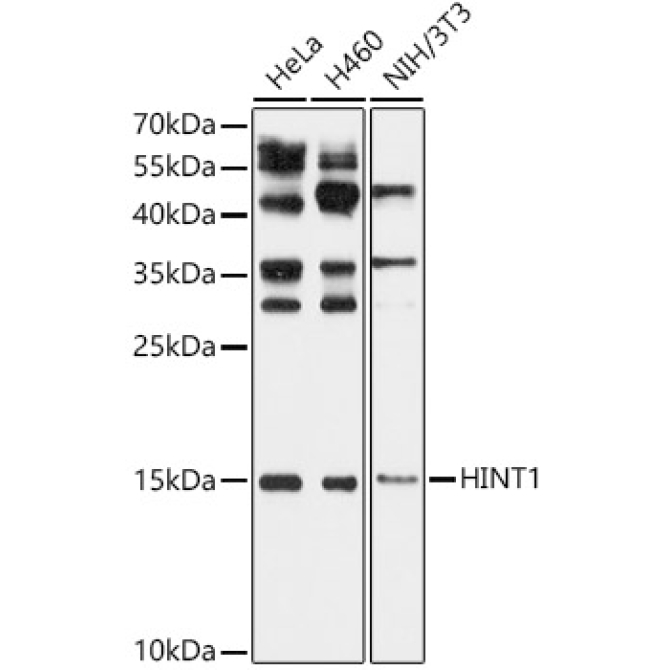 HINT1 Rabbit Polyclonal Antibody
