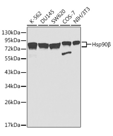 Hsp90Beta Rabbit Polyclonal Antibody