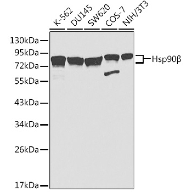 Hsp90Beta Rabbit Polyclonal Antibody