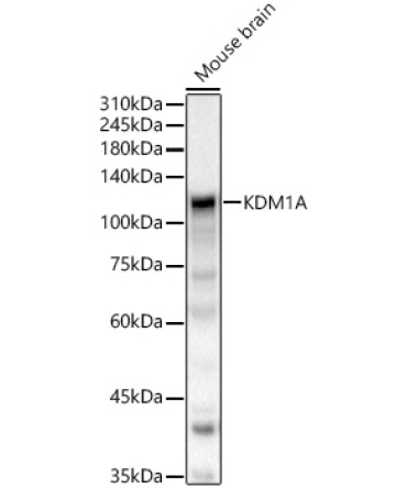KDM1A Rabbit Polyclonal Antibody