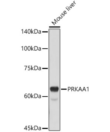 AMPKAlpha1 Rabbit Polyclonal Antibody