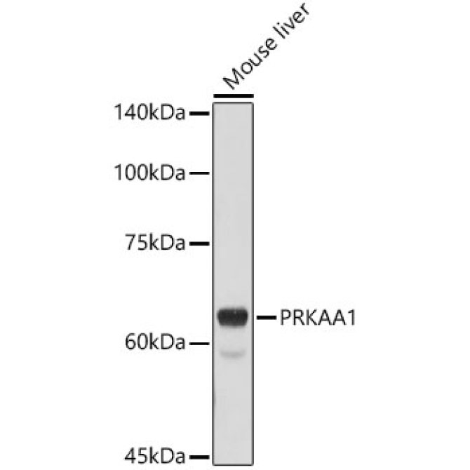AMPKAlpha1 Rabbit Polyclonal Antibody