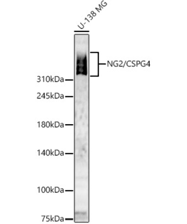 NG2/CSPG4 Rabbit Polyclonal Antibody