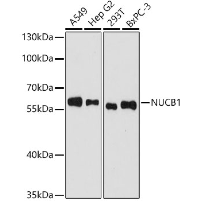 NUCB1 Rabbit Polyclonal Antibody