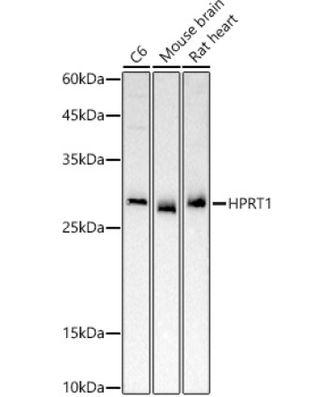 HPRT1 Rabbit Polyclonal Antibody