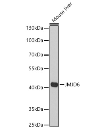 JMJD6 Rabbit Polyclonal Antibody