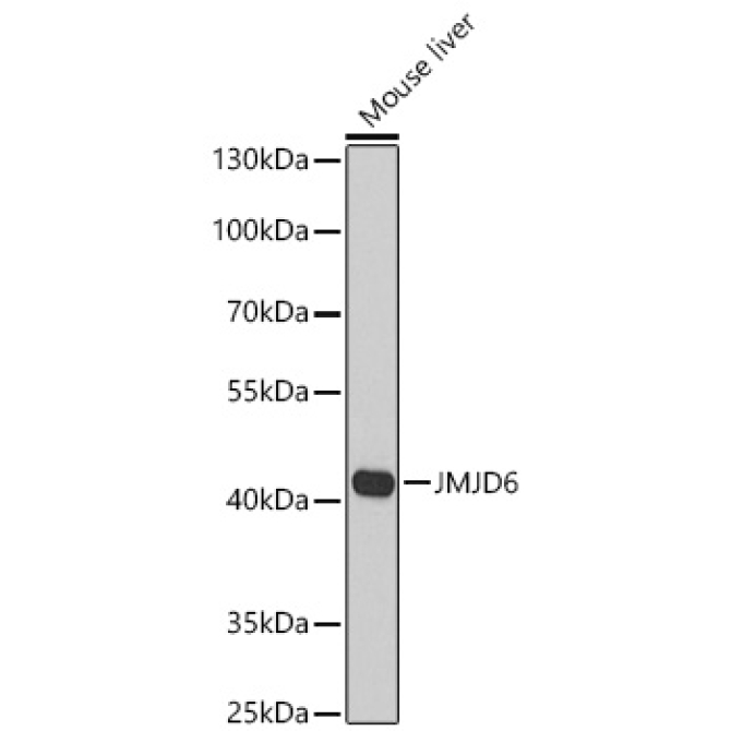 JMJD6 Rabbit Polyclonal Antibody