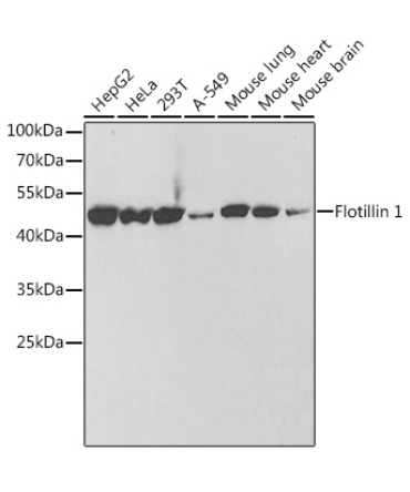 Flotillin 1 Rabbit Polyclonal Antibody