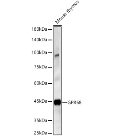 GPR68 Rabbit Polyclonal Antibody