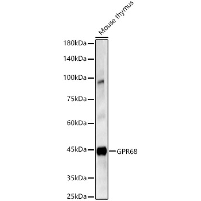GPR68 Rabbit Polyclonal Antibody
