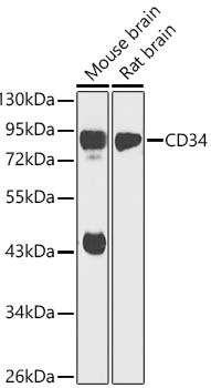 CD34 Rabbit Polyclonal Antibody