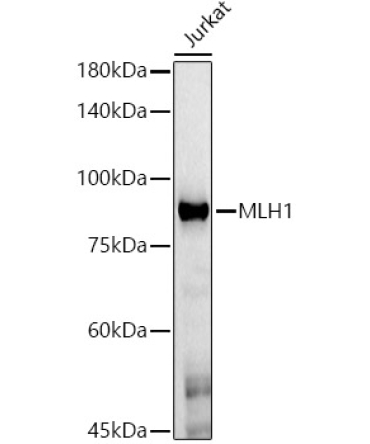 MLH1 Mouse Monoclonal Antibody [KO Validated]