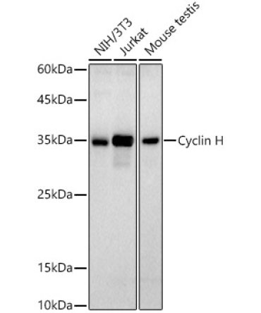 Cyclin H Rabbit Monoclonal Antibody