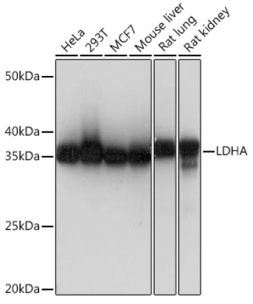 LDHA Rabbit Monoclonal Antibody