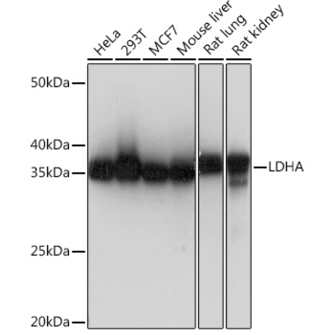 LDHA Rabbit Monoclonal Antibody