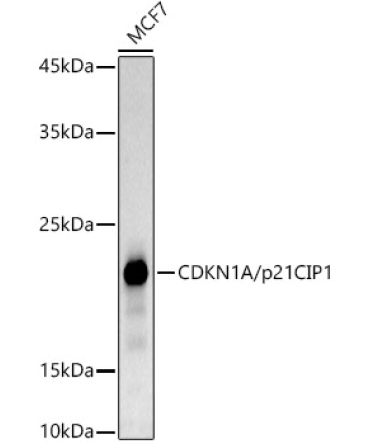 CDKN1A/p21CIP1 Rabbit Monoclonal Antibody