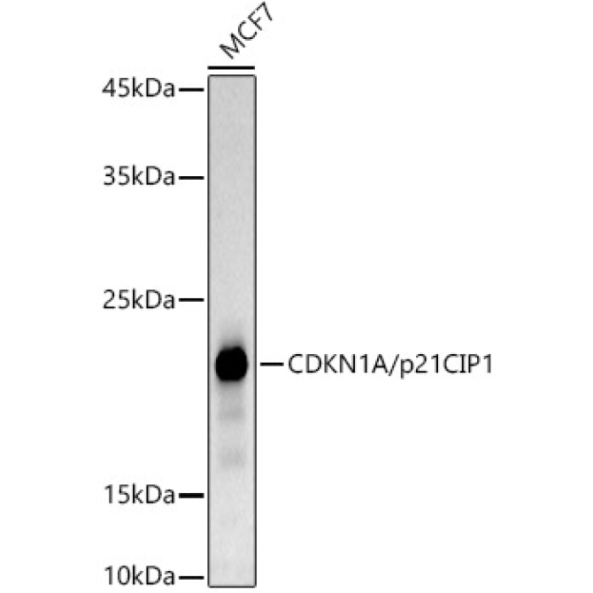 CDKN1A/p21CIP1 Rabbit Monoclonal Antibody