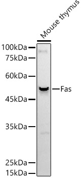 Fas Rabbit Monoclonal Antibody