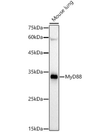 MyD88 Rabbit Monoclonal Antibody