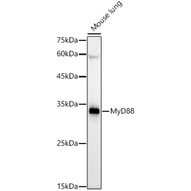 MyD88 Rabbit Monoclonal Antibody