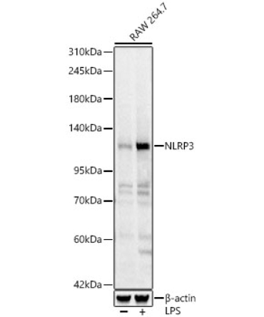 NLRP3 Rabbit Polyclonal Antibody