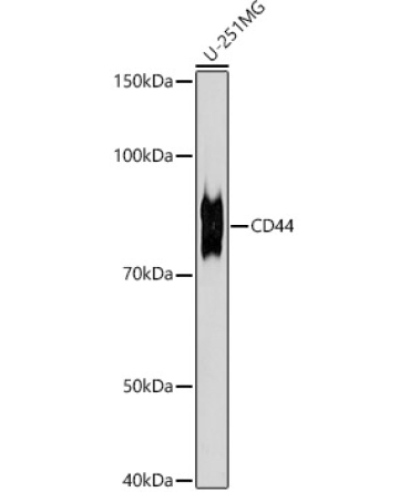 CD44 Rabbit Monoclonal Antibody