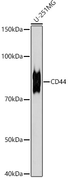 CD44 Rabbit Monoclonal Antibody